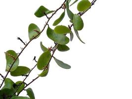 Dragon scales or Pyrrosia piloselloides on white background photo