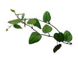 hojas de piper retrofractum o hojas de chile java sobre fondo blanco foto