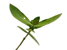 Calotropis gigantea leaves or giant calotrope leaf Isolated on white background photo