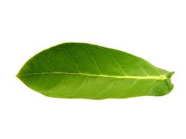 Calotropis gigantea leaves or giant calotrope leaf Isolated on white background photo