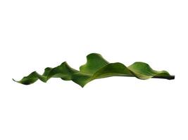 Anthurium Plowmanii leaf on white background photo