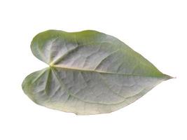 Anthurium crystallinum leaf Isolated on white background photo