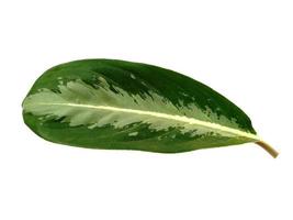 Aglaonema commutatum leaf Isolated on white background photo