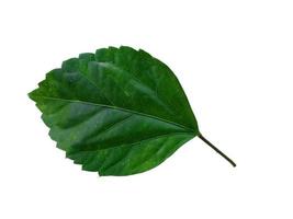 Hibiscus leaf on white background photo