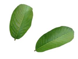 Psidium guajava leaf or guava leaves Isolated on white background photo