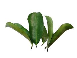 sirsak or Soursop or Annona muricata leaves on white background photo