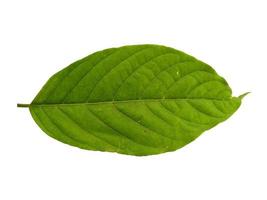 Cananga odorata leaves or plantae leaf Isolated on white background photo
