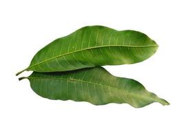 Mangifera indica or mango Green leaf on white background photo