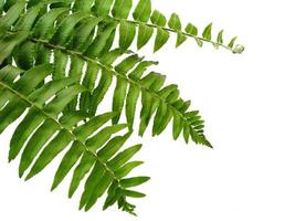 plantas polypodiophyta con hojas verdes sobre fondo blanco foto