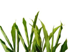 Tree on white background. Green leaves isolated on white background photo