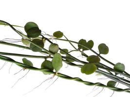 House plant hanging on white background. Green plant hanging isolated on white background photo