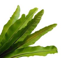 Bird Nest Fern or Asplenium nidus isolated on white background photo