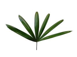 Bamboo palm fresh leaves or rhapis excelsa on white background. photo