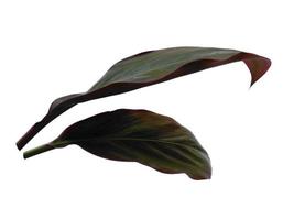 Cordyline fruticosa leaves or hanjuang leaf on white background photo