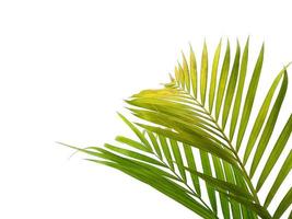 Bamboo palm fresh leaves or palm leaf on white background photo