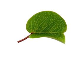 Ipomoea pes-caprae leaves or beach morning glory leaf Isolated on white background photo