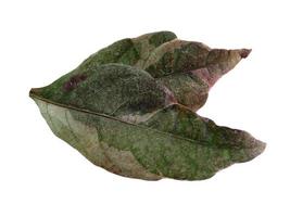 Green leaf on white background photo