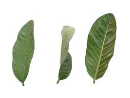 Psidium guajava leaf or guava leaves Isolated on white background photo