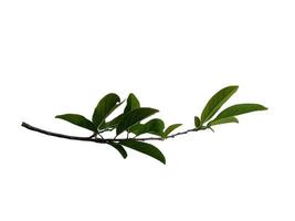 Sugar apple or Annona squamosa leaf on white background photo