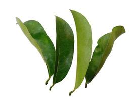 sirsak or Soursop or Annona muricata leaves on white background photo