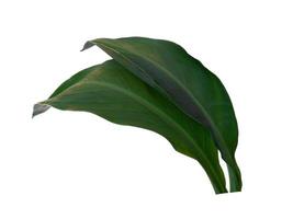 Canna indica leaf on white background. Tree with green leaves photo