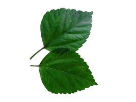 Hibiscus leaf on white background photo