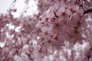 Cherry blossoms in spring. photo