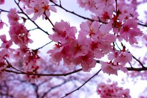 Pink cherry blossoms. photo