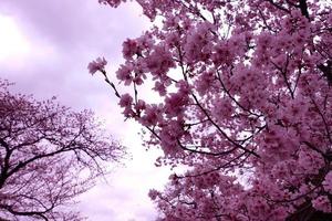 Pink cherry blossom trees. photo