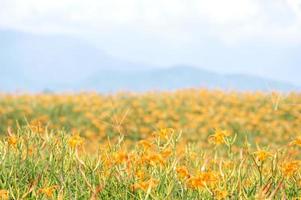 Beautiful orange daylily flower farm on Sixty Rock Mountain Liushidan mountain with blue sky and cloud, Fuli, Hualien, Taiwan, close up, copy space photo