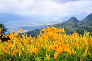 Beautiful orange daylily flower farm on Sixty Rock Mountain Liushidan mountain with blue sky and cloud, Fuli, Hualien, Taiwan, close up, copy space photo