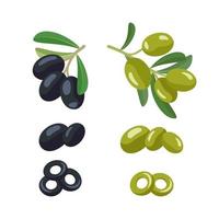 Set of green and black branches olives with fruits and leaves. Greek traditional food. Vector flat illustration