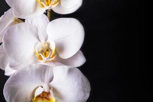 White phalaenopsis orchid flowers on black background photo