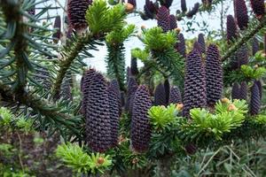 Delavays Fir Tree and Cones in Roath Park