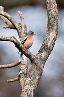 Chaffinch Singing His Heart Out photo