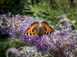 Small Tortoiseshell feeding on a Buddleia photo