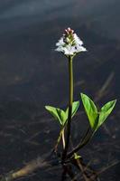 Bogbean  growing in a lake photo