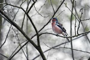 Chaffinch Singing His Heart Out photo