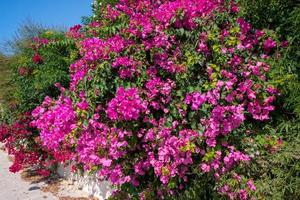 un gran arbusto de buganvillas que florece profusamente en chipre foto