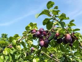 Bunch of Plums ripening in the sunshine photo