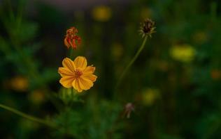 Yellow flowers in a beautiful flower garden, close-up with bokeh photo