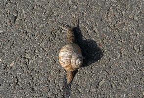 Big garden snail in shell crawling on wet road photo