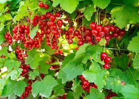 Photography on theme beautiful bush berry red currant photo