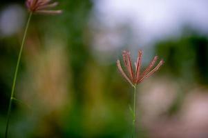 flores de pasto que ocurren naturalmente en la temporada de lluvias fértiles foto