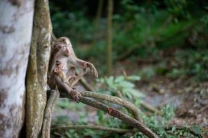 monos y monos en el bosque fértil foto