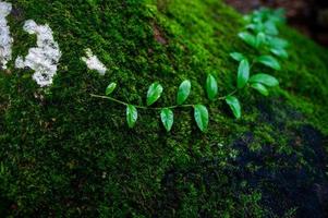 el agua de krai krai se eleva en la roca en la selva tropical y tiene un aserradero verde. foto