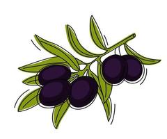 Hand drawn branch with black olives. vector