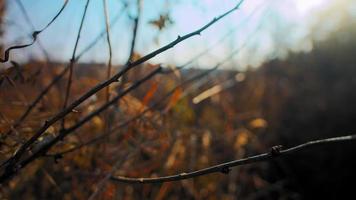 Bare bush branches growing in dry yellowed grass on edge of forest under cloudless blue sky at bright sunlight closeup slow motion video