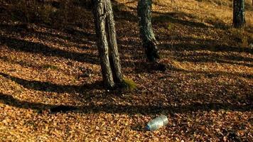pequeña ardilla de jengibre con cola esponjosa salta sobre el tronco de un árbol que crece en un parque contaminado con residuos plásticos cerrados a cámara lenta