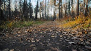 Narrow path strewn with dry fallen leaves with grass growing on sides in coniferous forest under blue sky close view slow motion video